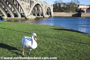 Swan at Tweedmouth.