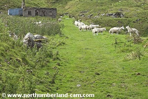 Sheep grazing among the old buldings.