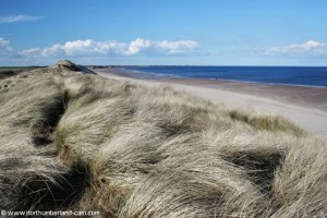 View north along Druridge Bay from top of the dunes.