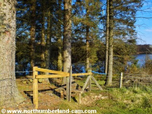 Another stile to cross back into the woods.