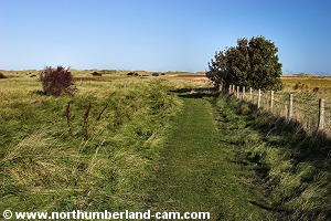 Footpath to the north of the island.