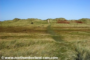 Path to the dunes.