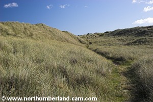 Path behind the dunes.