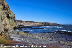 View along the rocks to Cullernose Point.