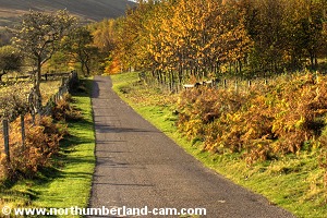 Golden autumn colours along the road.