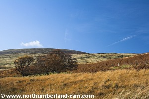 View to The Cheviot from the valley.
