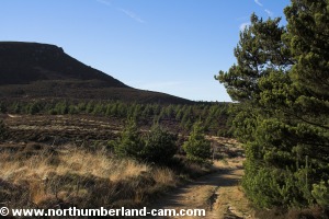 View back towards Simonside Crags along the track.