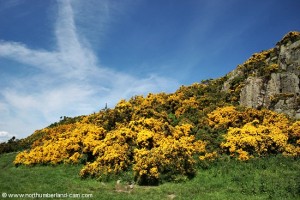Gorse covered crags