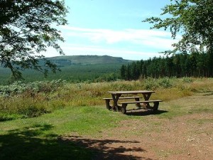 Thrunton Wood picnic area.